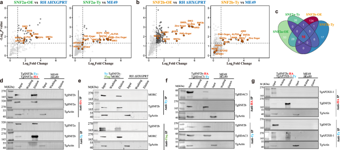 Fig. 7: IP-MS and Co-IP demonstrate the interactome of TgSNF2a and TgSNF2b.