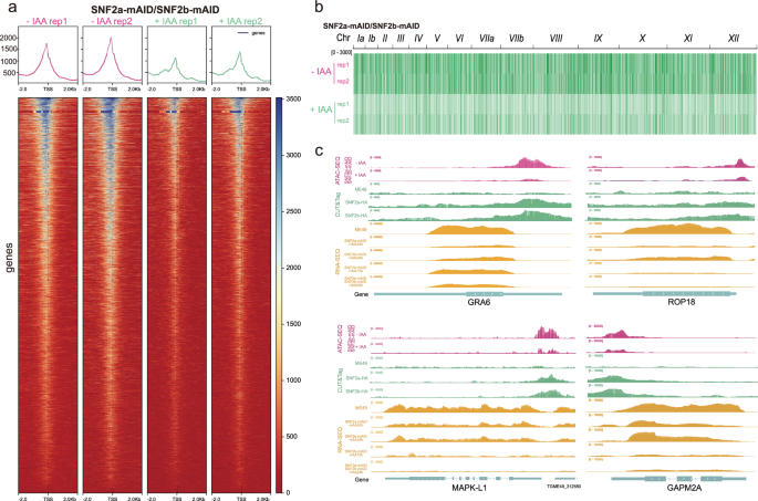 Fig. 8: Disruption of SWI/SNF complex reduces the chromatin accessibility in T. gondii.