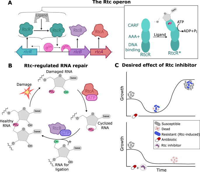 Fig. 1: rtcBA expression and Rtc-induced RNA repair in E. coli.