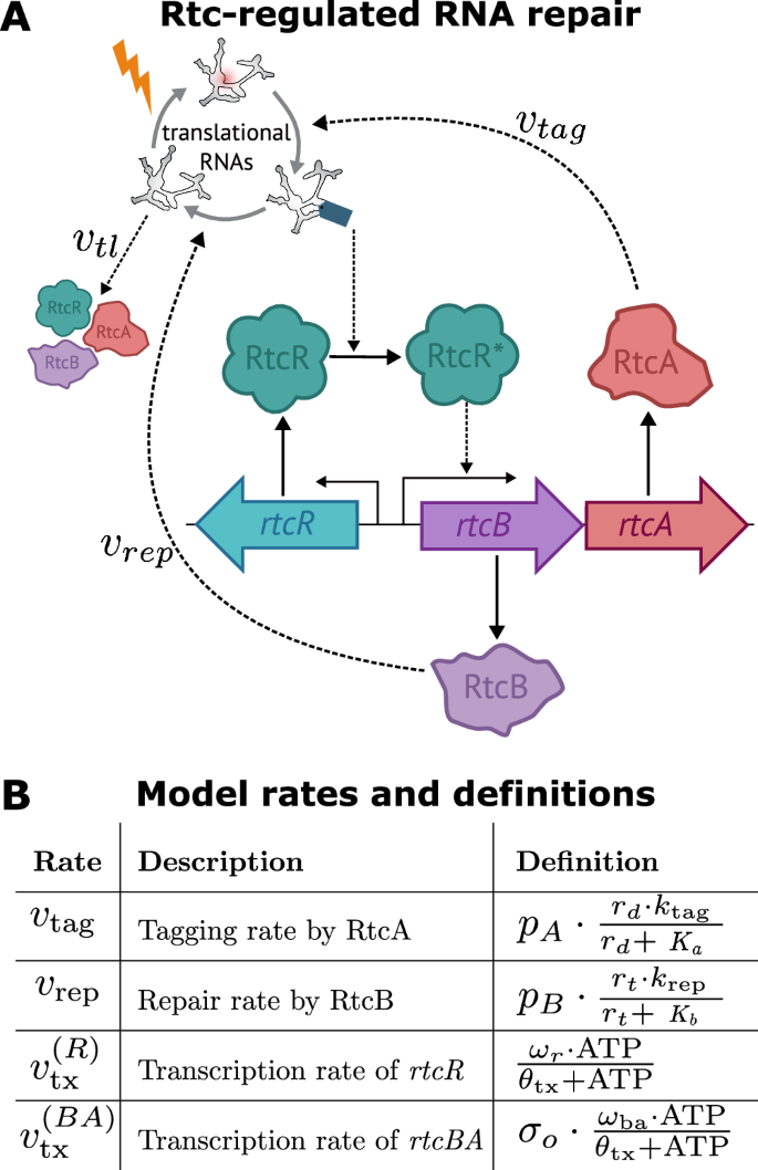 Fig. 2: Model of Rtc-regulated RNA repair.