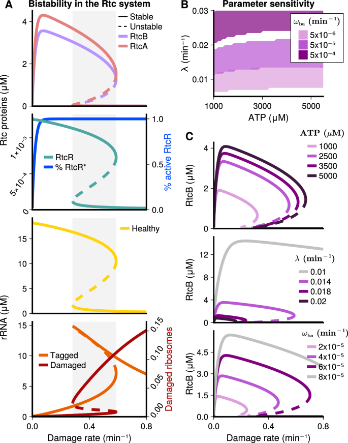 Fig. 3: Steady-state responses of the rRNA-repair model.