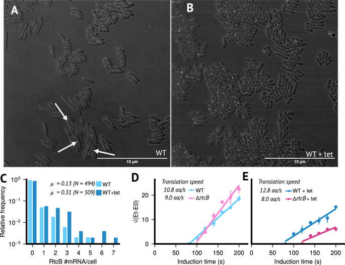 Fig. 4: RtcB is involved in the cellular response of E. coli bacteria to sub-inhibitory concentrations of Tetracycline.