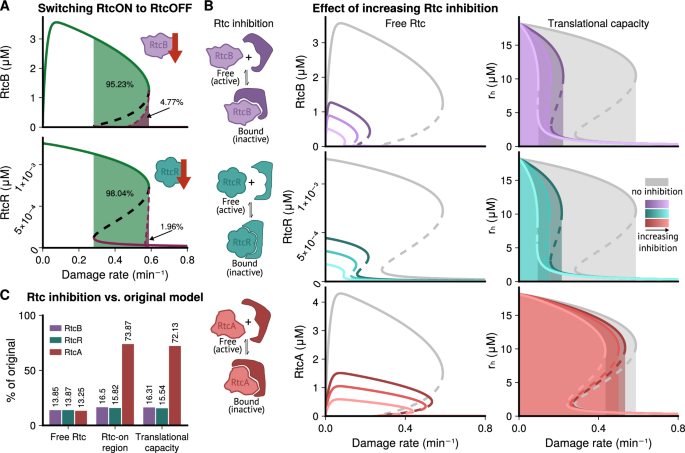 Fig. 5: Inhibiting Rtc proteins is predicted to reduce levels of resistance.