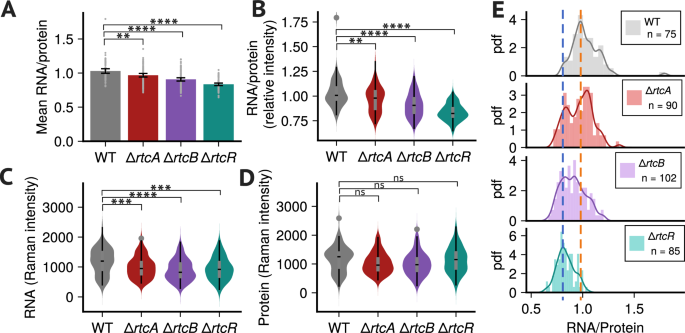 Fig. 6: Deletion of individual rtc genes decreases ribosome levels in tetracycline-treated cells.