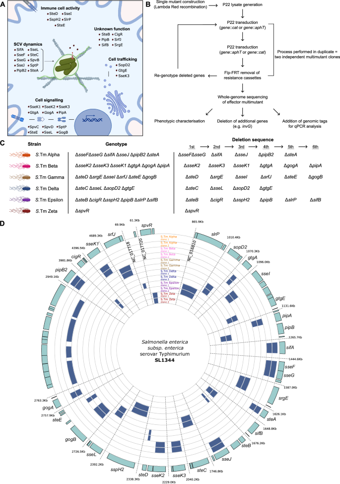 Fig. 1: Functional grouping of SPI-2 effector genes permits rationally designed multimutants.