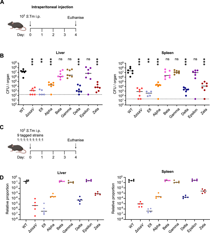 Fig. 2: Systemic infection is compromised by deletion of SPI-2 effector cohorts.