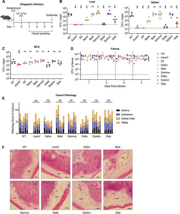 Fig. 3: SPI-2 effectors support bacterial migration from the gut to systemic niches.