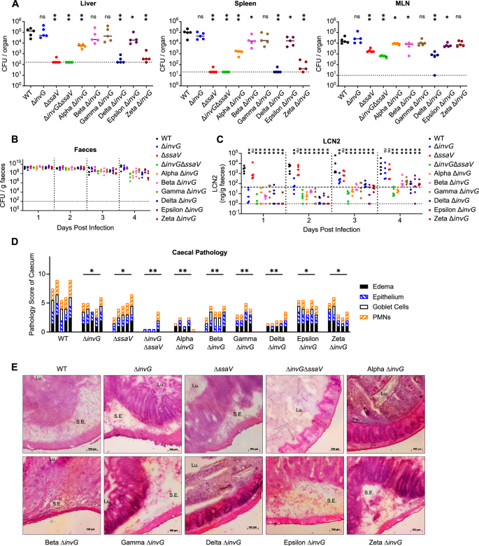 Fig. 4: Effector cohorts contribute to SPI-2 T3SS-dependent inflammation.