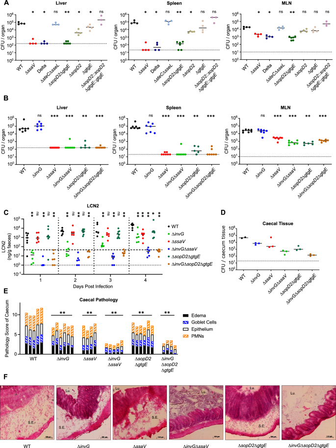 Fig. 5: SPI-2 effectors SopD2 and GtgE contribute to SPI-2 T3SS-dependent inflammation.