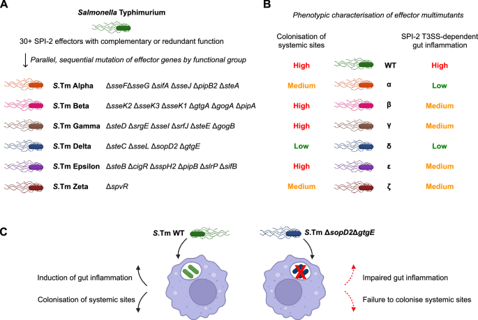 Fig. 6: Graphical summary of effector cohort contributions to inflammation and systemic colonisation.