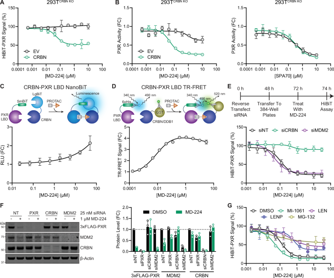 Fig. 2: MD-224 induces PXR degradation through CRBN recruitment independently of MDM2.