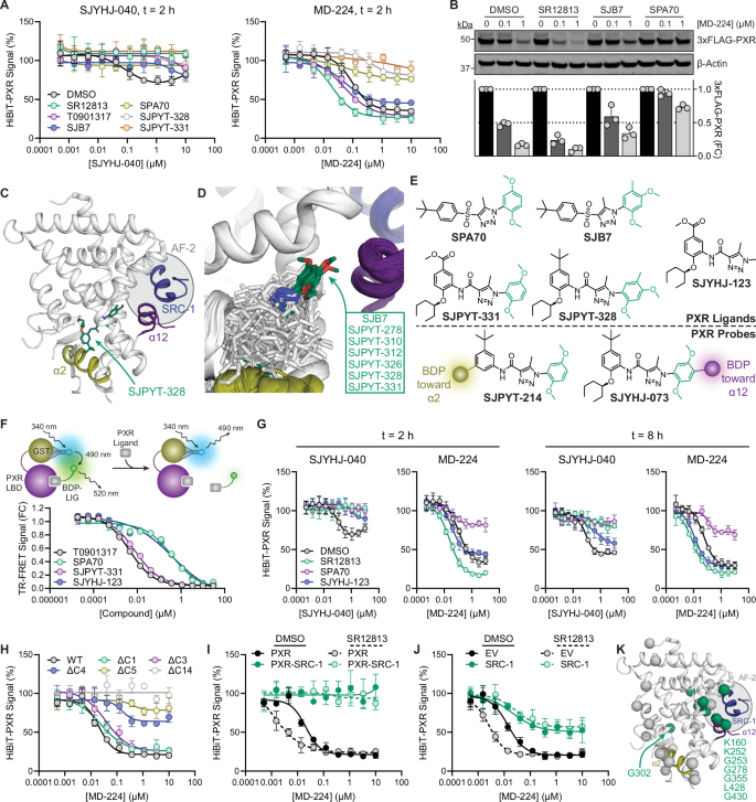 Fig. 3: MD-224 does not occupy the PXR ligand binding pocket.