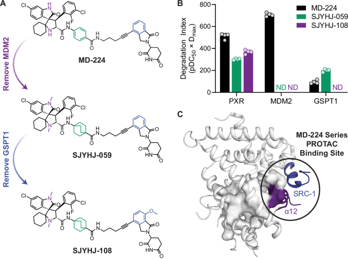 Fig. 6: Summary of key MD-224 series PROTAC parameters.