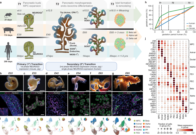 Fig. 1: A detailed roadmap of pig pancreas organogenesis.