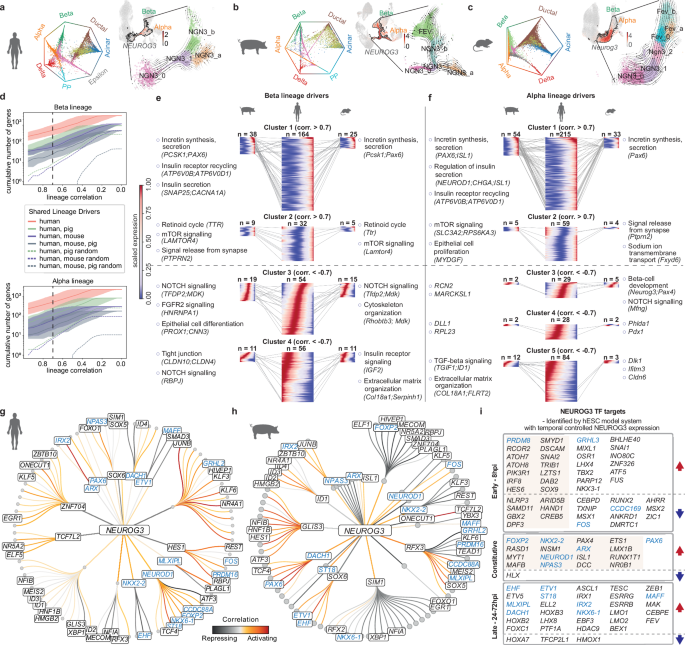 Fig. 3: Pig-human conserved endocrine fate allocation.