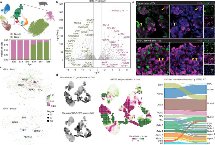 Fig. 4: Beta cell heterogeneity arises during pancreas development.