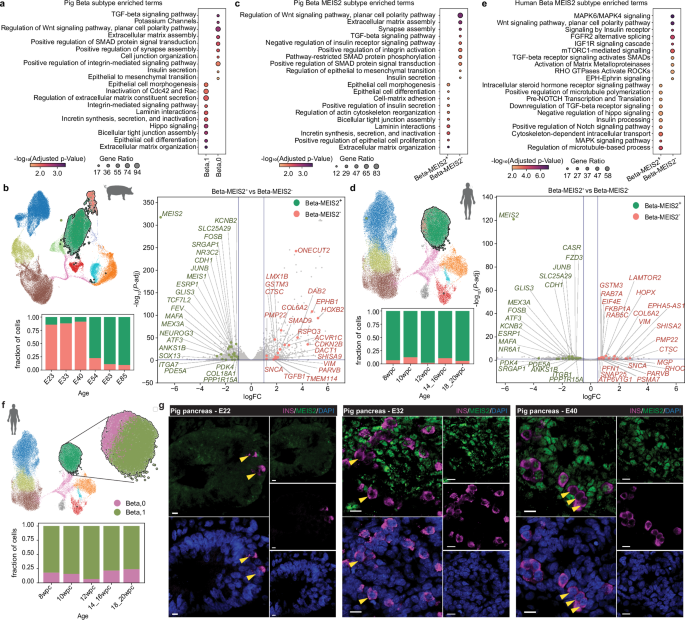 Fig. 5: Comparison of beta subpopulations in human and pig.