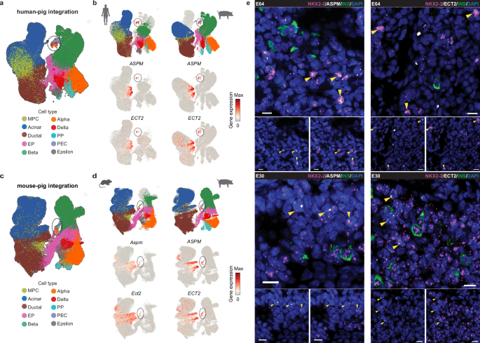 Fig. 7: PEC cell confirmation by cross-species integration and RNAscope analysis.