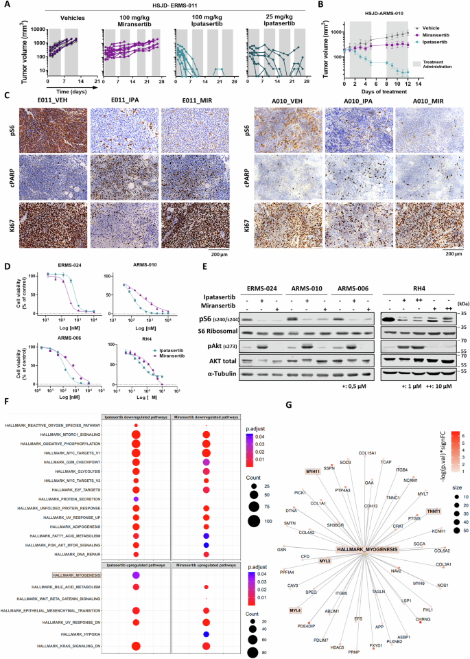 Fig. 2: Treatment of RMS models with the AKT inhibitors ipatasertib and miransertib shows different anti-tumor activity.