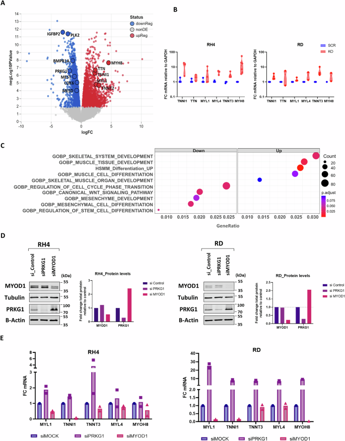 Fig. 5: PRKG1 is a Master Regulator of the Myogenic and Malignant Transcriptome of RMS Cells.