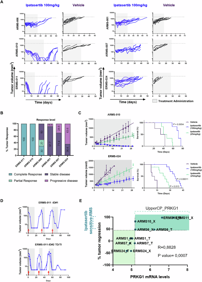 Fig. 8: PRKG1 levels correlate with RMS responsiveness to ipatasertib in vivo.