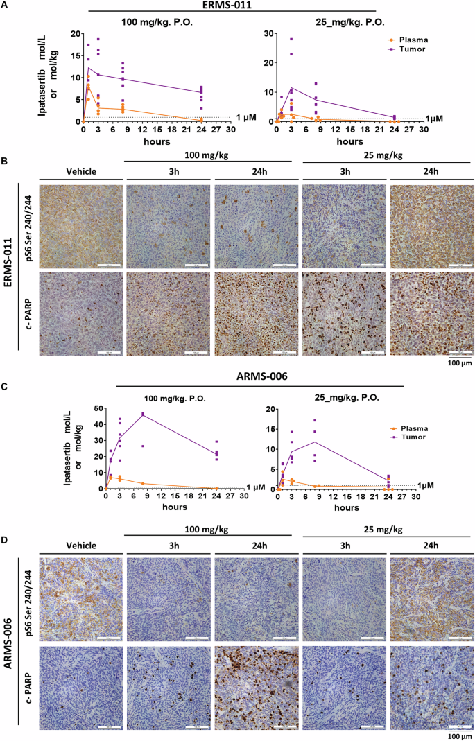 Fig. 9: In vivo ipatasertib pharmacokinetics and pharmacodynamics in HSJD-ERMS-011 and HSJD-ARMS-006 tumor bearing mice.