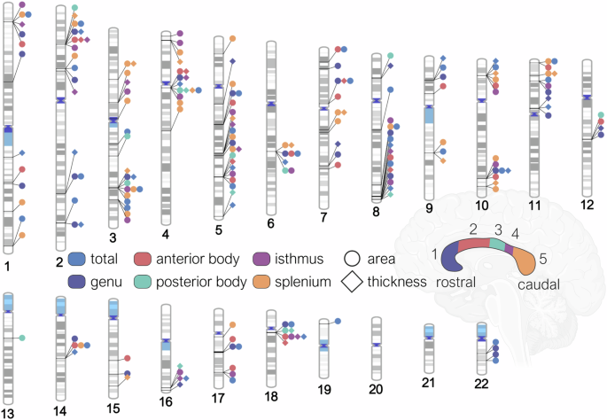 Fig. 1: Regions of the midsagittal corpus callosum and associated genomic loci.