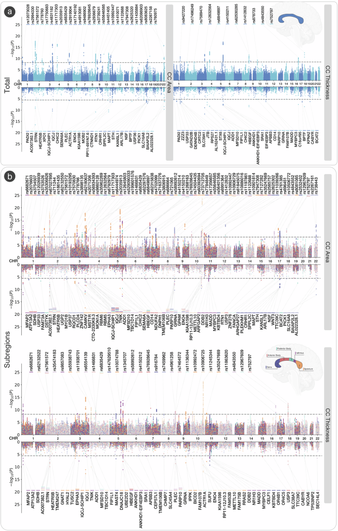 Fig. 2: GWAS meta-analysis of midsagittal corpus callosum area and thickness.