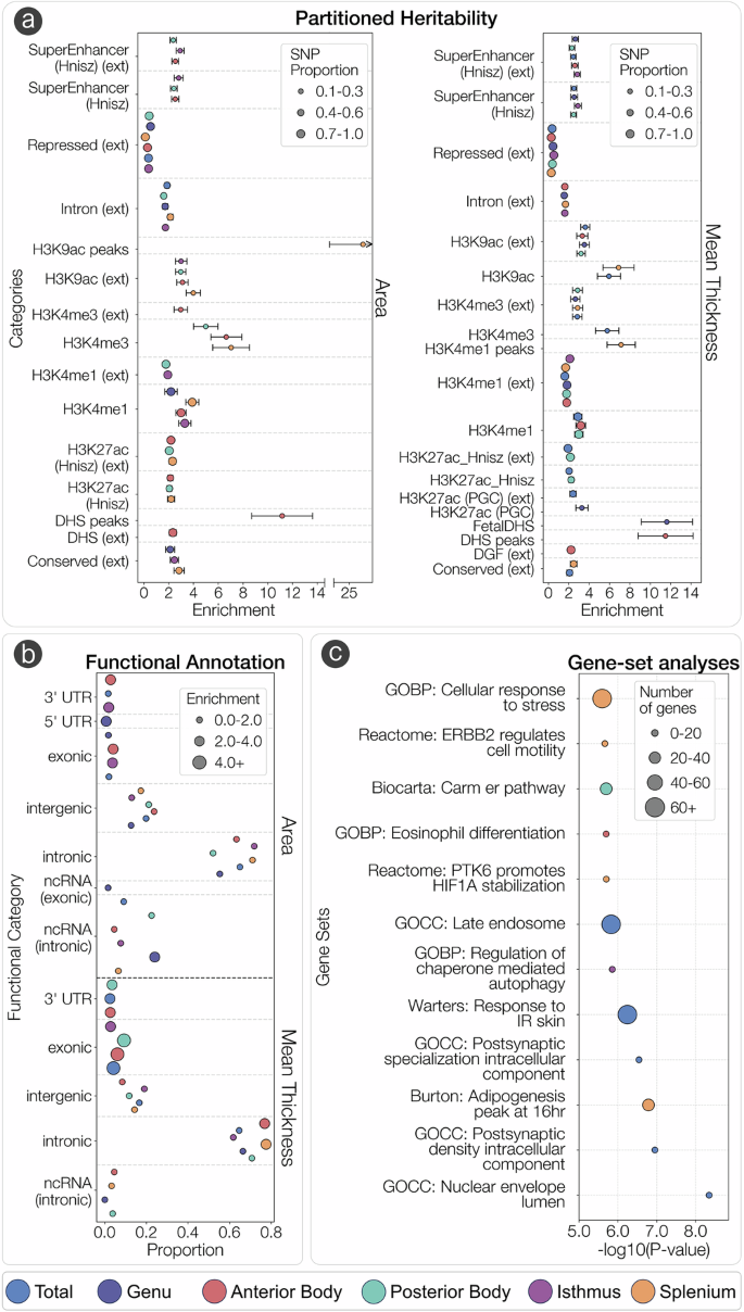 Fig. 3: Partitioned heritability, functional annotation and enrichment of gene-sets of CC morphology associated genetic variants.