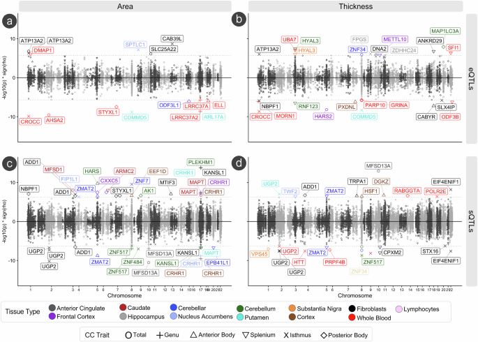 Fig. 4: LAVA-TWAS analyses of corpus callosum traits with gene-expression (eQTLs) and splicing (sQTLs).