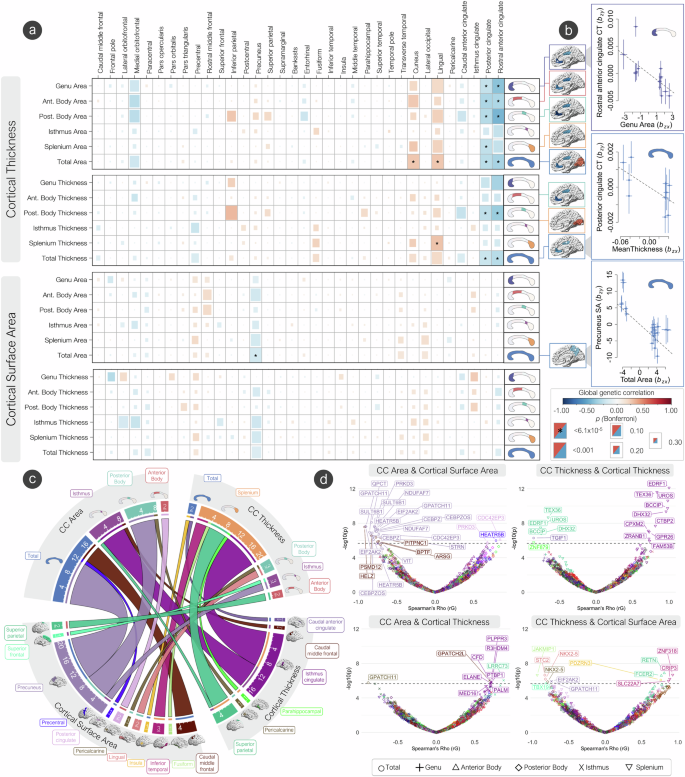 Fig. 5: The genetic overlap of the corpus callosum and cerebral cortex.