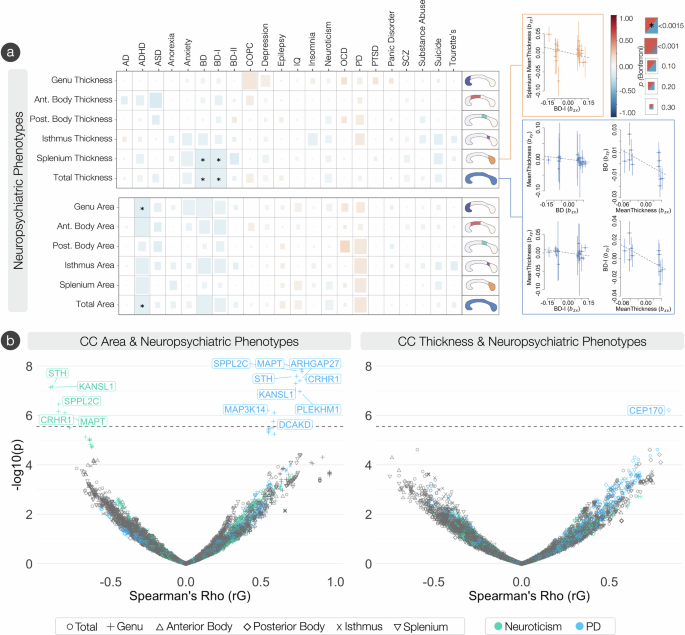 Fig. 6: The genetic overlap of the corpus callosum and neuropsychiatric phenotypes.