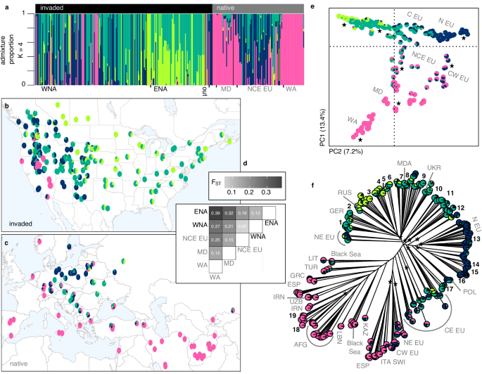 Fig. 1: The cheatgrass invasion involved multiple diverse introductions from the native range to North America.