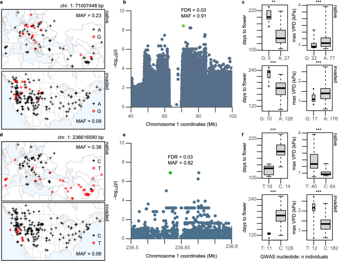 Fig. 4: Environmental trends of two flowering time QTL are mirrored between native and invasive genotypes.