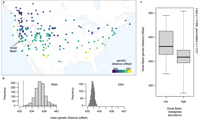 Fig. 5: Genomic predictions of strong local adaptation occur in regions where cheatgrass is most dominant.