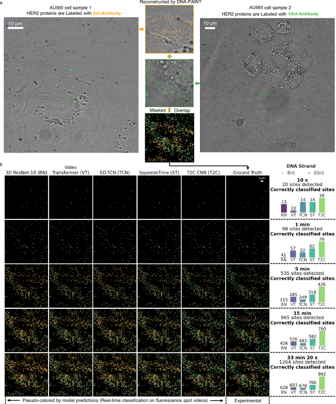 NANZANG 15 Strands Of White Wool Light Peak Wool Animal Hair Mak 並行輸入品 Structure-function studies of a nucleoplasmin isoform from