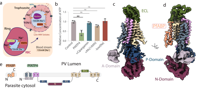 Fig. 1: Structure of P. falciparum P-type ATPase, PfATP4.