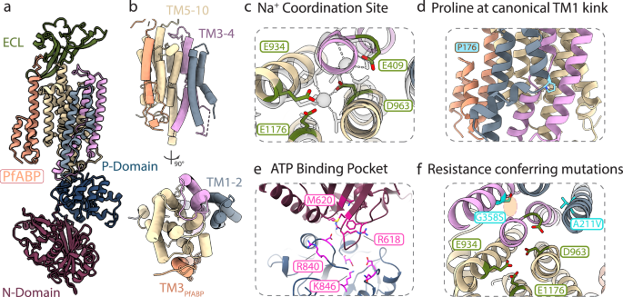 Fig. 2: Atomic model and key binding pockets of PfATP4-PfABP.