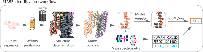 Fig. 3: Workflow for the identification of PfABP.