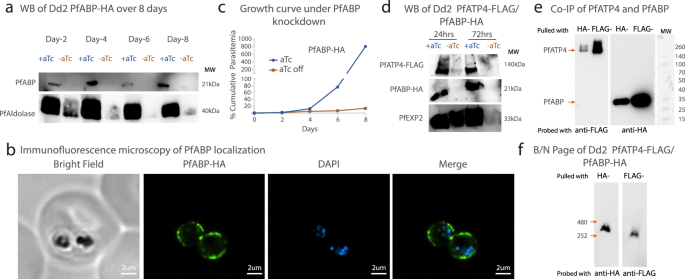 Fig. 4: Analysis of PfABP knockdown and interaction with PfATP4.