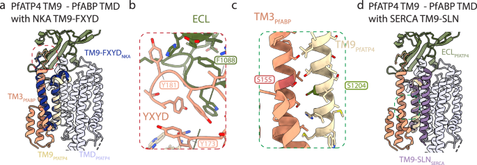 Fig. 5: Analysis of PfABP.