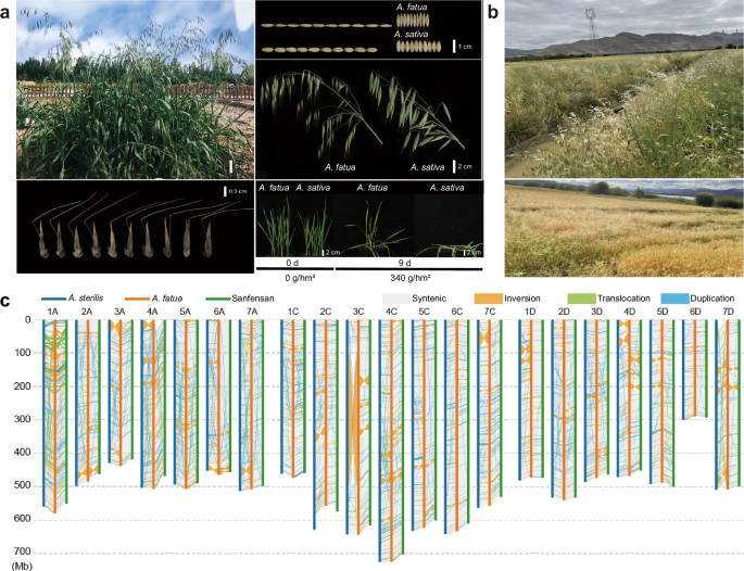 Fig. 1: Phenotypes of Avena fatua and overview of the A. fatua accession W1004 assembly.