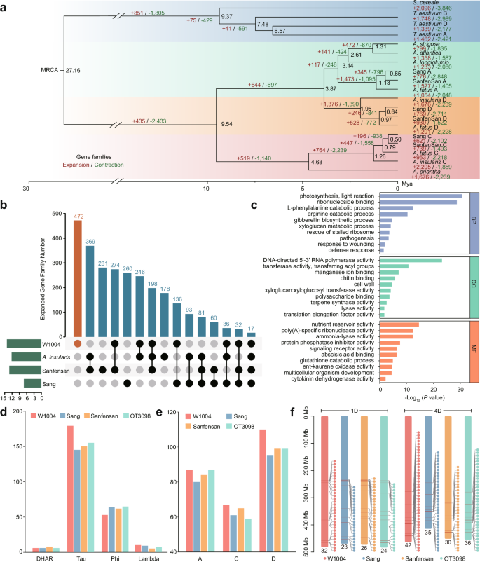 Fig. 2: Phylogeny of Avena genomes and gene family analysis in A. fatua accession W1004.