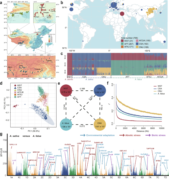 Fig. 3: Population genetic analysis of A. sterilis, A. fatua and A. sativa.