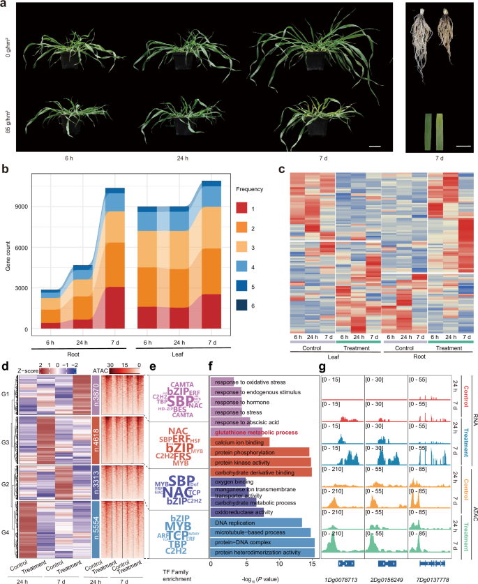 Fig. 5: Transcriptome and chromatin accessibility profiling of herbicide response in A. fatua assession W1004.