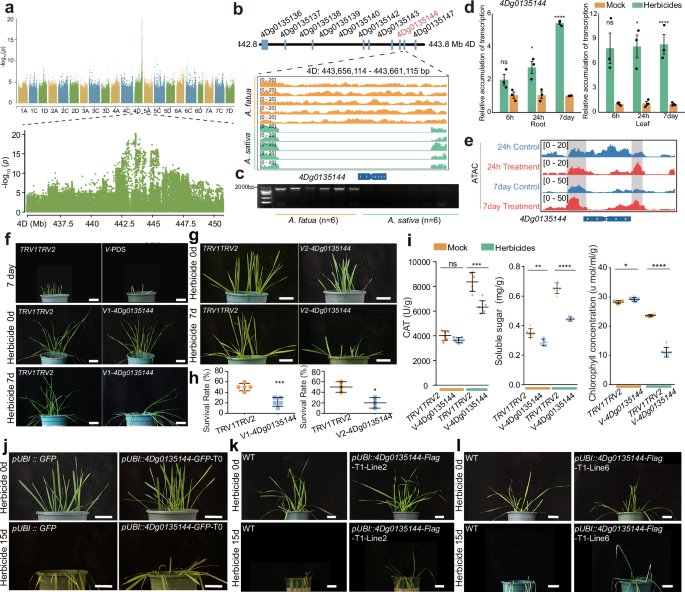 Fig. 6: qGST4D underlies herbicide tolerance in A. fatua.