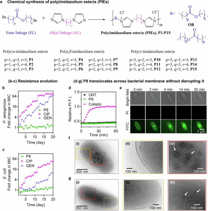 Fig. 1: Poly(imidazolium ester)s: synthesis and interactions with bacteria.