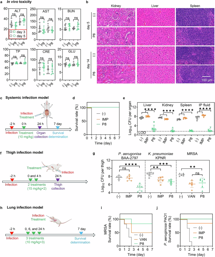 Fig. 4: P8’s in vivo activities.