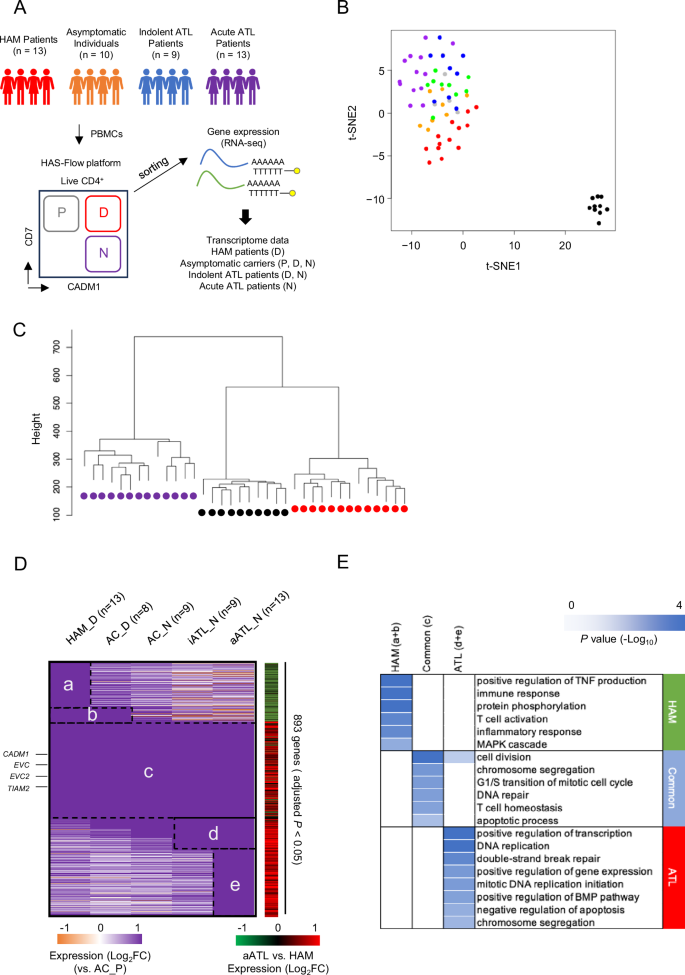 Fig. 1: Identification of the HAM-specific highly expressed genes among HTLV-1-infected CD4+ T cells in HTLV-1-associated diseases.