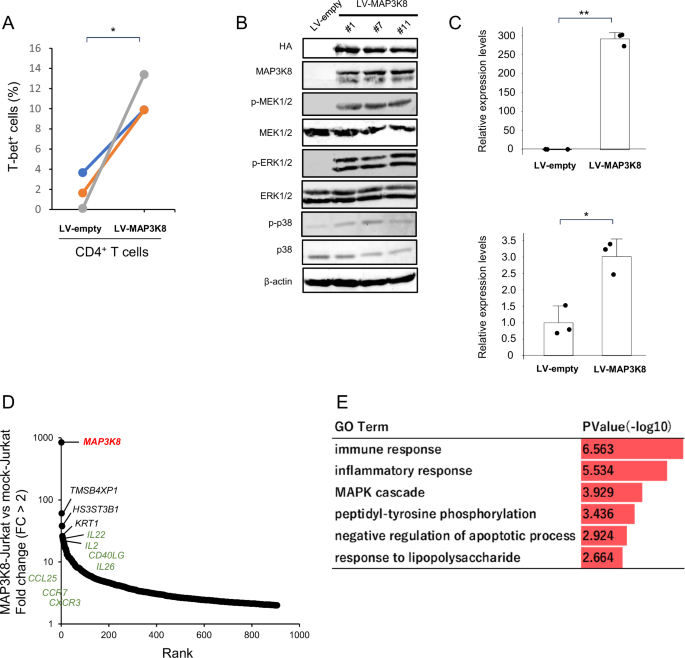 Fig. 3: Functions of overexpressed MAP3K8 on normal CD4+ T cells and Jurkat cells.